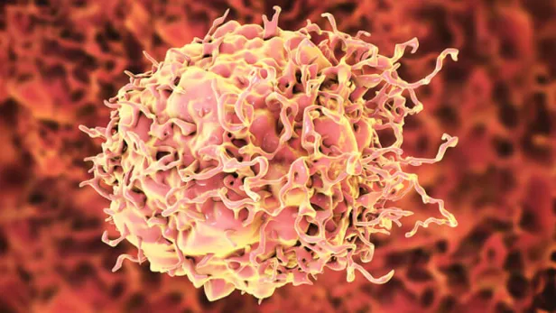 Colon cancer cell